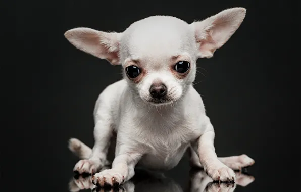 Picture white, look, dog, muzzle, ears, doggie, the dark background, Chihuahua