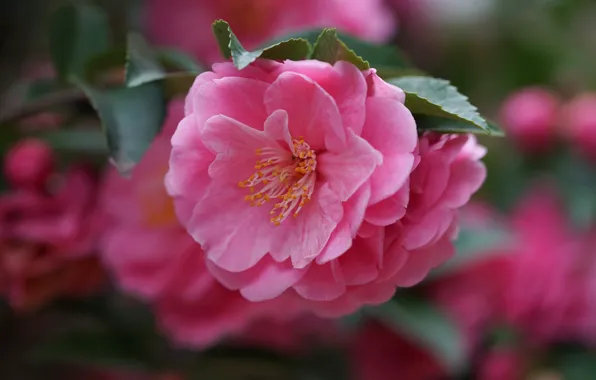 Download Wallpaper Macro Branch Petals Camellia Section Flowers In Resolution 1920x1080