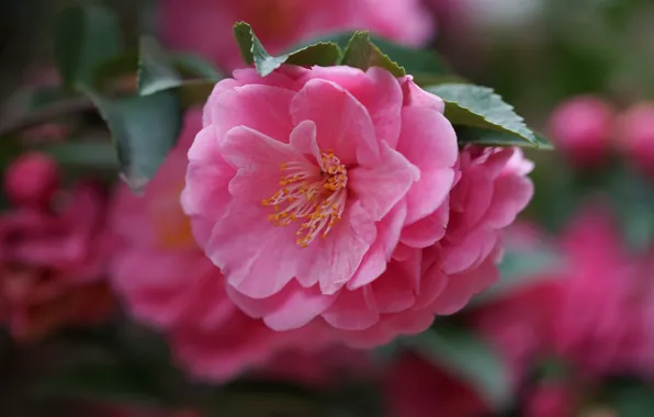 Picture macro, branch, petals, Camellia
