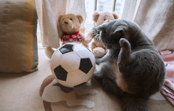 Cat, cat, pose, grey, room, toys, floor, curtains