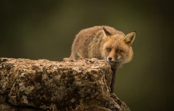 Look, background, stone, Fox, red