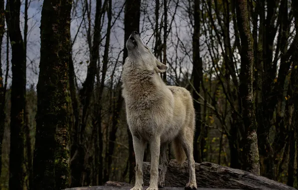 Nature, snow, predator, face, animal, wolf, wildlife, portrait