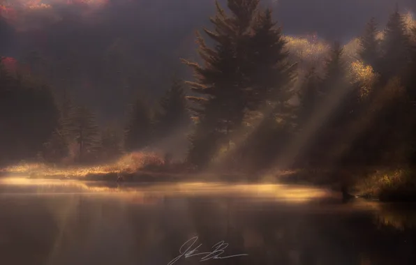 Autumn, forest, light, nature, morning, haze, pond