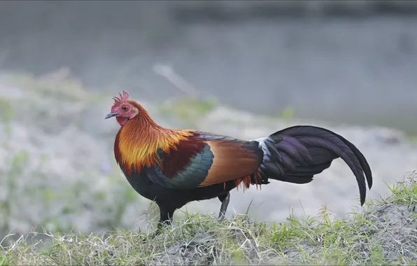 Bird, portrait, chicken, beauty, chicken