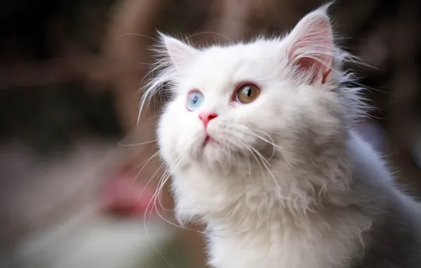 Cat, white, eyes, cat, look, fluffy