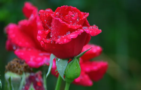 Picture rose, Bud, rose, flowering, bloom, Bud