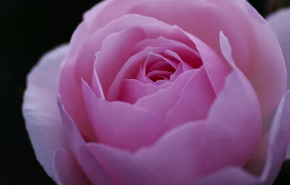 Picture flower, macro, pink, rose, petals, Bud