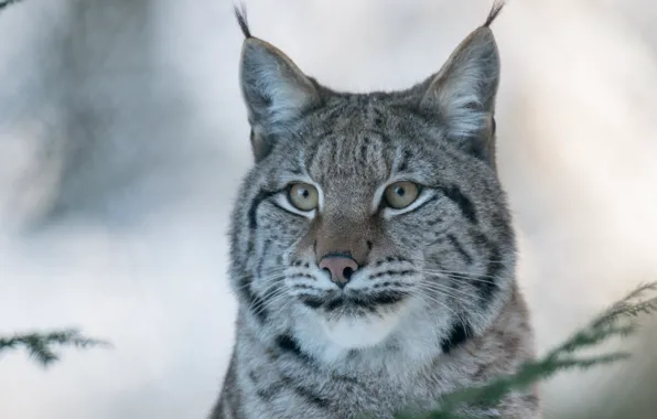 Picture face, portrait, predator, lynx, wild cat, (c) P. Meyer