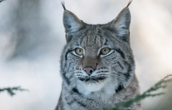 Face, portrait, predator, lynx, wild cat, (c) P. Meyer