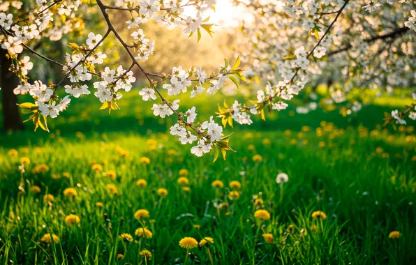 Grass, the sun, trees, flowers, cherry, Wallpaper, spring, garden