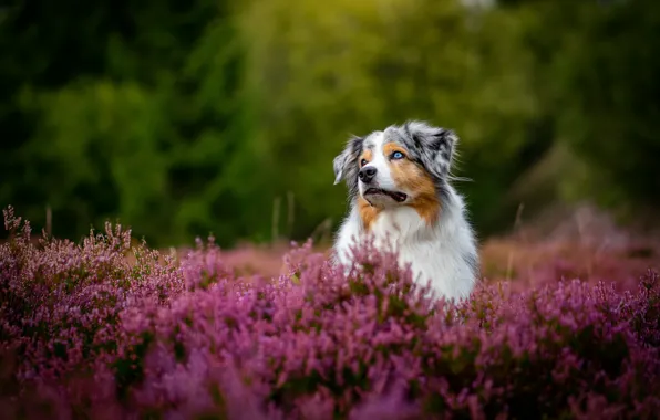 Dog, Heather, Aussie