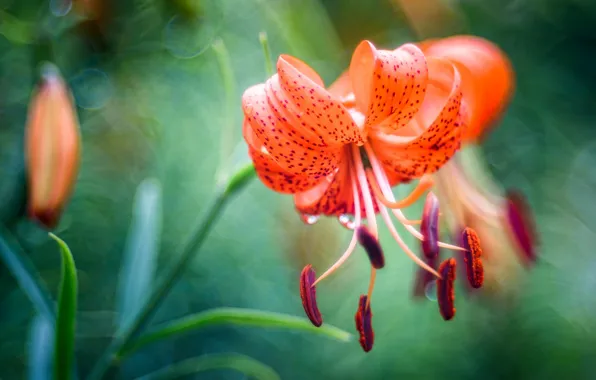 Picture flowers, orange, green, background, Lily, blur, stamens, red