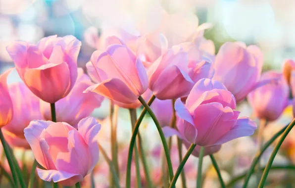 Wallpaper flowers, light, tulips, bokeh, pink, spring