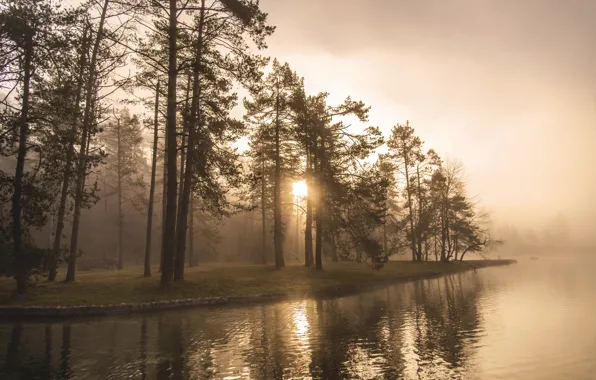 Picture lake, dawn, shore, morning, forest. fog
