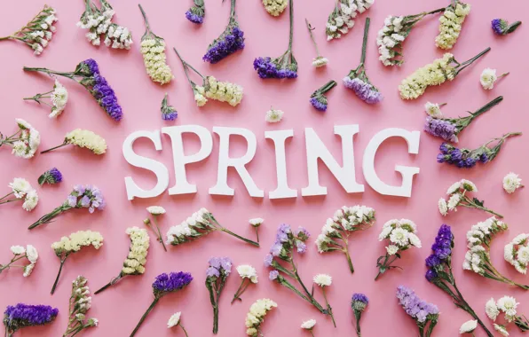 Flowers, background, spring, pink, pink, flowers, spring, purple