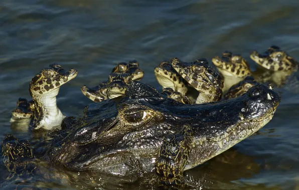 Brazil, alligator, reptile, The Pantanal