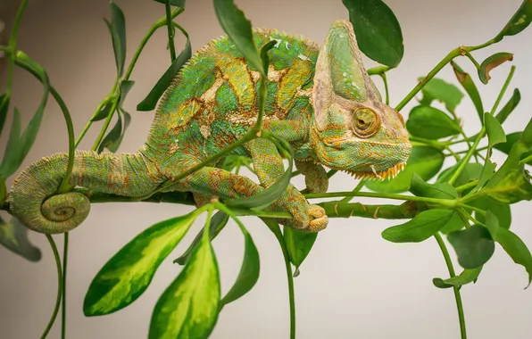 Nature, background, Chameleon