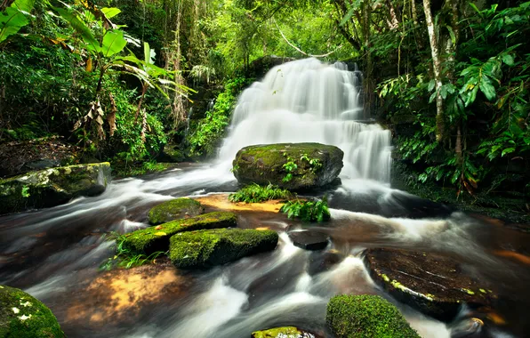 Picture leaves, water, trees, stones, moss, waterfall, mountain river