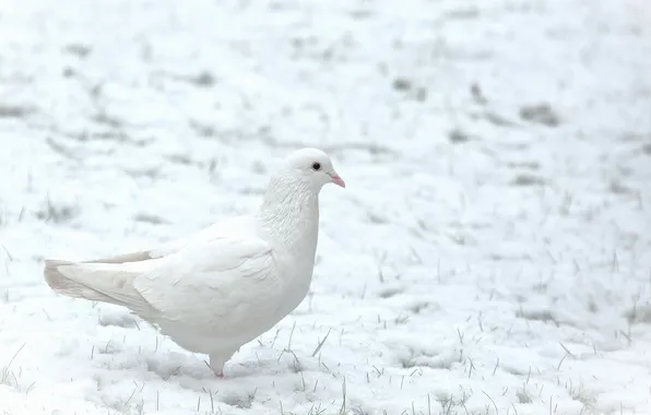 Winter, snow, bird