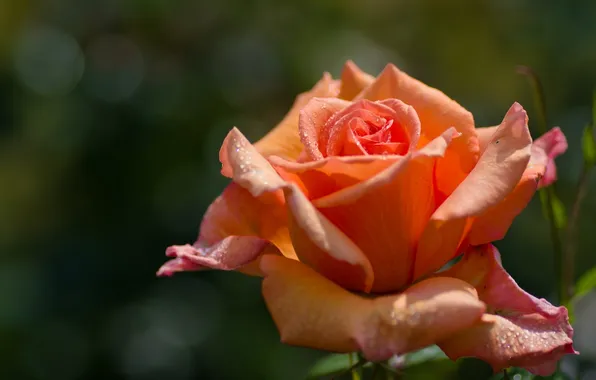 Macro, roses, petals, buds