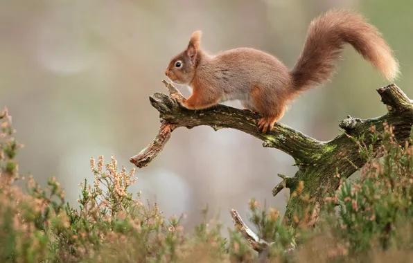 Protein, red, snag, bokeh, Heather