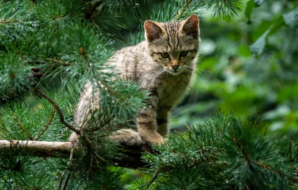 Cat, cat, branches, kitty, kitty, sitting, needles, pine