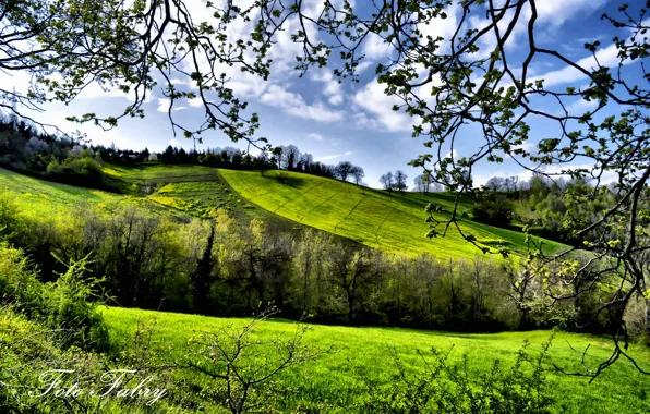 Greens, trees, field, spring, Fabry