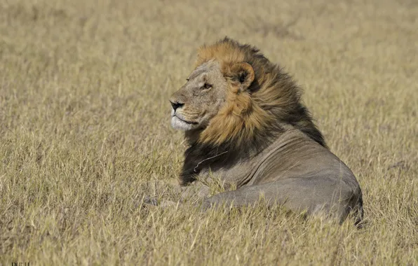 Nature, background, Leo, king, DUELL ©