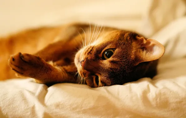 Cat, cat, look, face, pose, stay, paws, bed