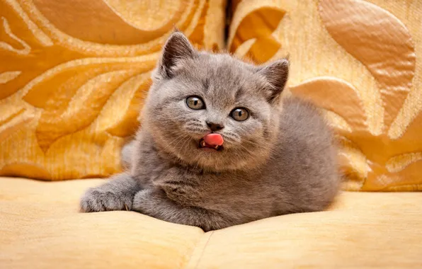 Language, cat, look, pose, kitty, grey, sofa, lies