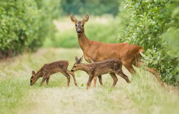 Grass, glade, three, deer, mom, the bushes, ROE, cubs