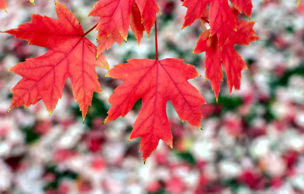 Picture leaves, macro, red, background, widescreen, Wallpaper, blur, leaf