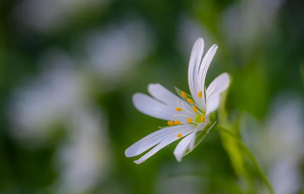 Flower, macro, blur
