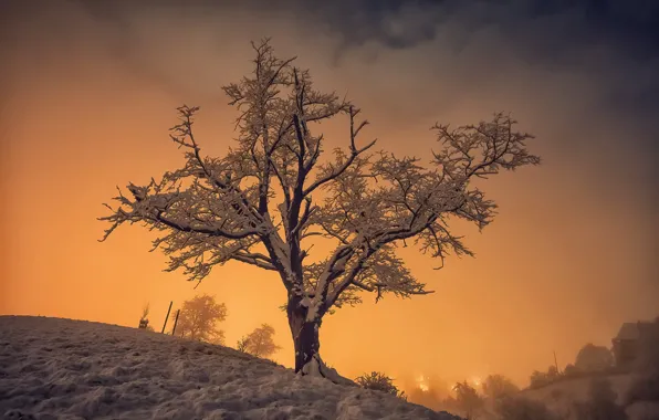 Winter, trees, night