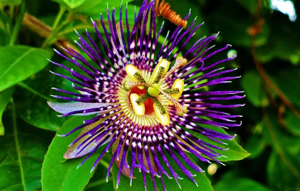 Flower, exotic, Passionflower
