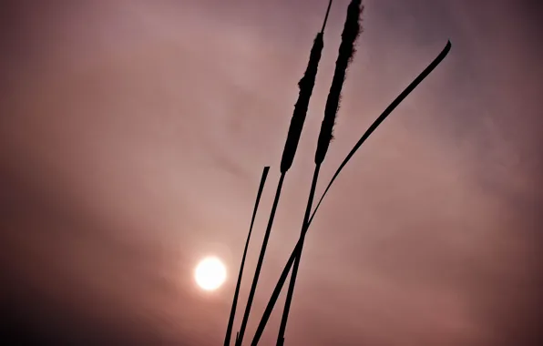 The sky, the sun, nature, Wallpaper, Lotus, Loboda