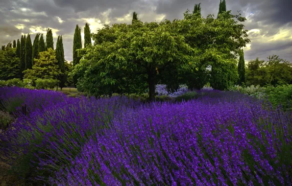 Grass, trees, landscape, clouds, nature, lavender
