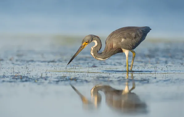 Lake, reflection, bird, beak, neck, Heron, wildlife