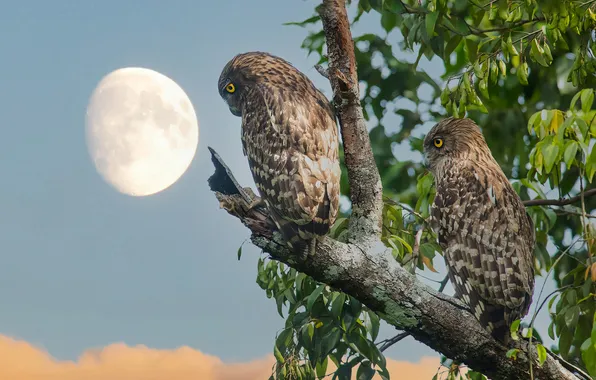 The sky, look, birds, tree, owl, the moon, foliage, branch