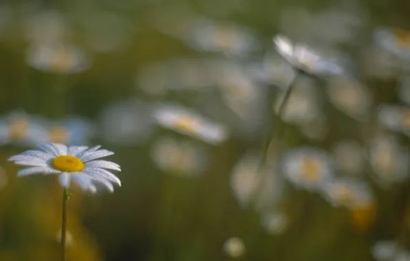 Field, flowers, blur, Chamomile, bokeh