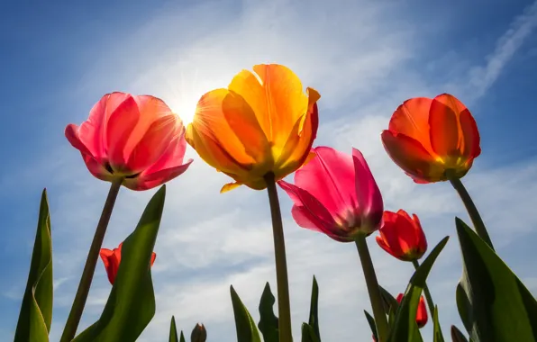 Picture the sky, petals, tulips, buds