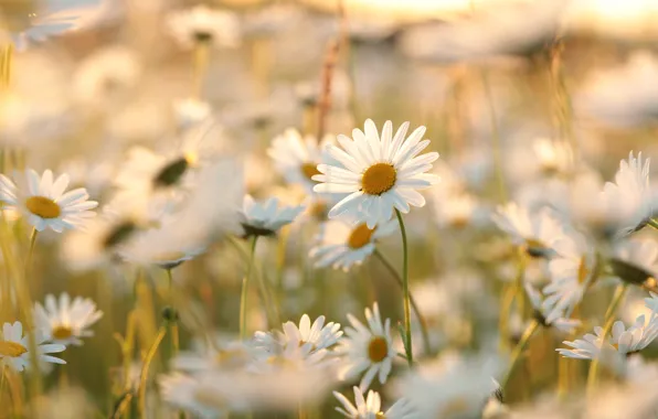 Light, flowers, chamomile, blur, meadow, white, bokeh, leucanthemum