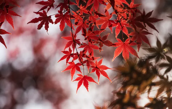 Picture autumn, leaves, macro, branches, maple