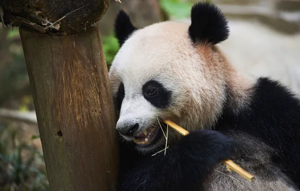 Look, face, tree, portrait, bear, Panda, meal
