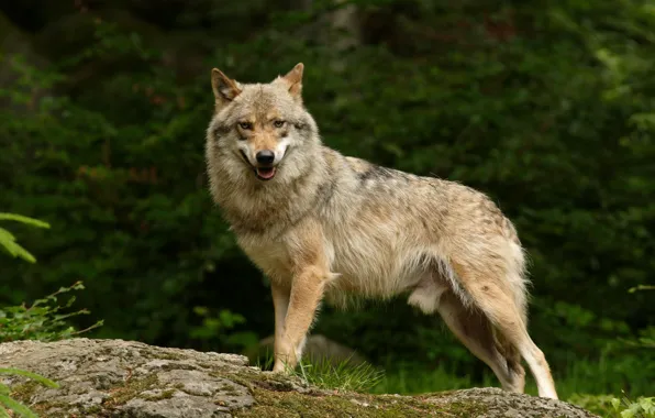 Picture predator, animal, wolf, stands
