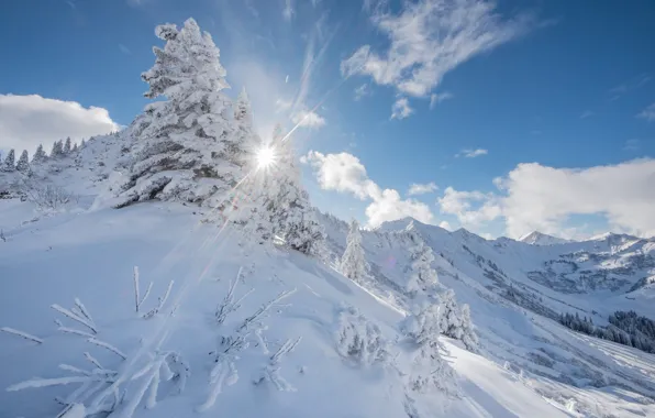 Winter, the sun, snow, nature, ate