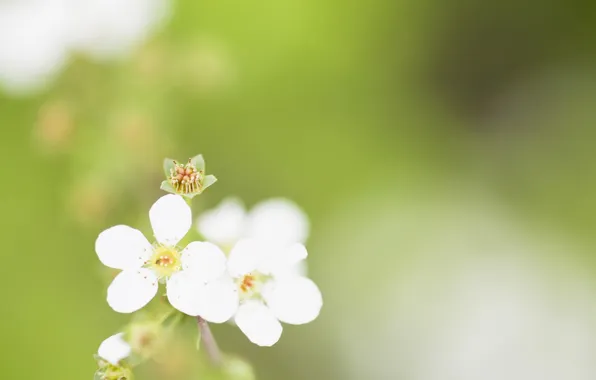 Picture white, flower, macro, green, background, minimalism, spring, blur