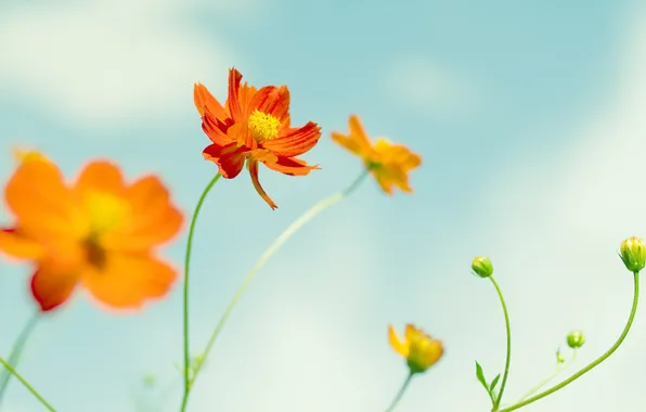 Picture flower, orange, petal