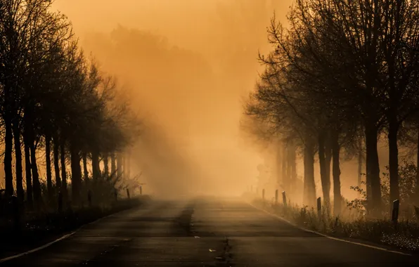 Picture road, night, fog