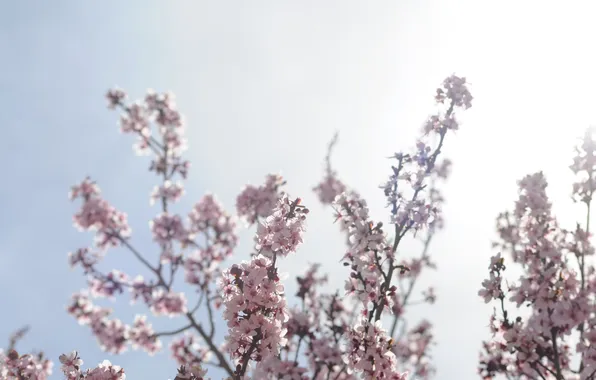 Picture the sky, the sun, rays, flowers, branches, nature, cherry, photo